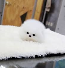 Amazing White Micro TeaCup Pomeranian