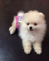 Purebred CKC Teacup Pomeranian Puppy for Sale