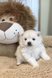 Precious all white Pomeranian puppy