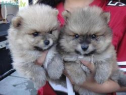 Pomeranian puppies available TEXT AT (xxx)-xxx-xxxx .