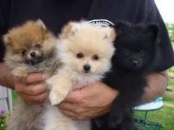 Miley and Miki are Parti Pomeranian's