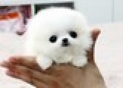 White Pomeranian Puppies(xxx)-xxx-xxxx