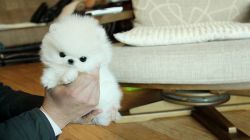 Micro Teacup Pomeranian puppy ready for the best care