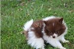 Adorable pomeranian puppies for rehoming