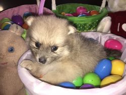 HADES - Males Blue Sable Pomeranian Puppy Purebred Registered