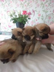 Male and female pomeranian puppies