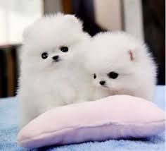AKC Pomeranian puppies that are ready for new loving homes .