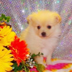 Beautiful Pom Puppies For Sale