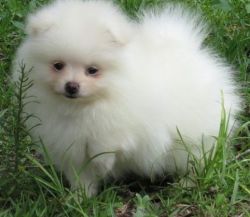 Cute Pomeranian puppies for sale