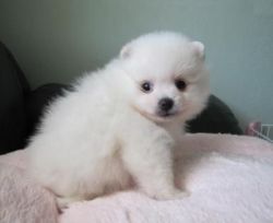 fluffy White Pomeranian Puppies(xxx)-xxx-xxxx
