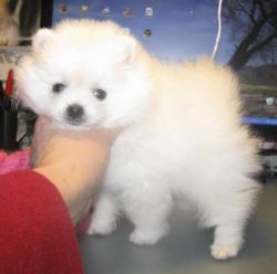 Pomeranian female puppy for sale