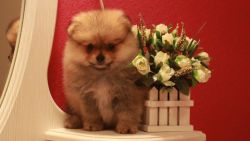 Female Pom Puppy for sale