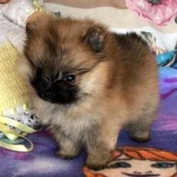 Outstanding Kc Top Quality Pomeranian Puppies