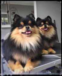 Gorgeous pomeranian puppies Available