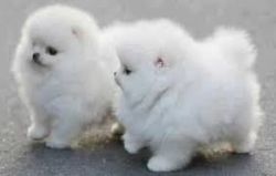 Nice and Healthy Pomeranian Puppies Available text (xxx) xxx-xxx9