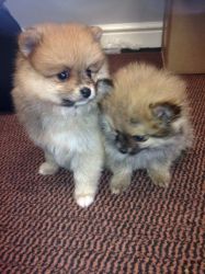 Home raised Pomeranian puppies for rehoming (xxx) xxx-xxx9