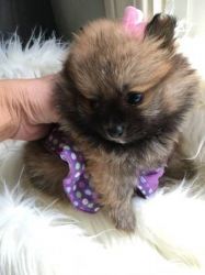 Quality Tiny Pomeranian Puppies (xxx) xxx-xxx9