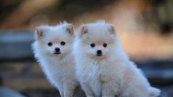 Charming Pomeranian puppies