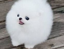Top Quality Male and Female Pomeranian Puppies