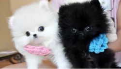 Pomeranian Male and Female Kc Registered White and Blac Puppy For Sale