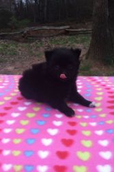 Priceless Male Black Pomeranian Puppy