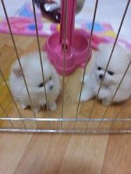 Top Quality Pomeranian Puppies Available TEXT AT (xxx)-xxx-xxxx .