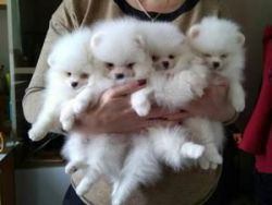 Real Pomeranian puppies white cream male & female for sale