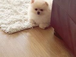 Stunning Super Cute Tiny Miniature Pomeranian Girl