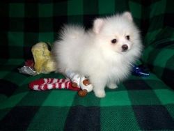 Quality male and female pomeranian puppies for sale