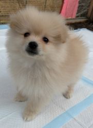 Handsome Purebred pomeranian male puppy, beautiful tan color ready now