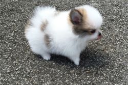 Tiny Pomeranian Puppy