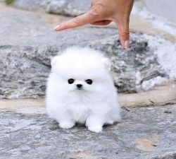 Pomeranian puppies(xxx) xxx-xxx4