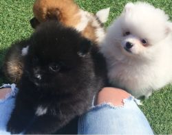 Adorable Pomeranian Puppies for adoption