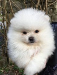 Adorable Pomeranian Puppies for sale