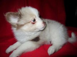 Amazing White Pomeranian Girl For Sale! Kc Reg.