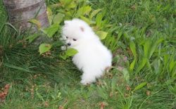 Well trained Pomeranian puppies are available