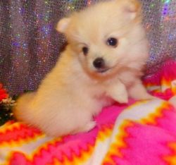 Beautiful Pomeranians For Sale