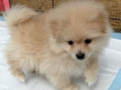 Purebred Pomeranian male puppy White & Tan fluffy, ready now
