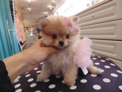 Lovely pomeranian puppies now for sale