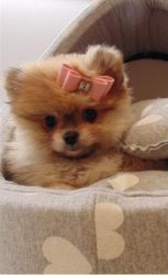Sweet & lovely Pomeranian puppies for sale