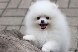 Quality male and female pomeranian puppies for sale