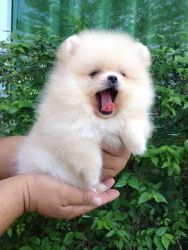 Latest Pomeranian puppies for sale you can contact us at text (240) 23