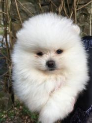 Beautiful Pomeranian Boy Puppy