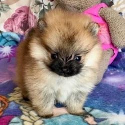 Beautiful Pomeranian Puppy