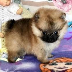 Super Tiny Boy Pomeranian