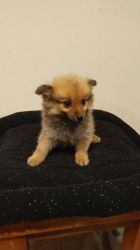 Pomeranian Puppy (teacup) For Sale