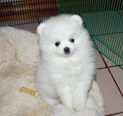 Micro Tea Cup Pomeranian Puppies Available For Re-homing.