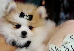 3 Awesome Pomeranian Puppies
