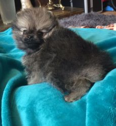 Super Tiny Boy Pomeranian