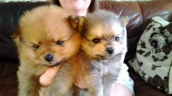 Two Stunning Male Teacup Pomeranian Puppies